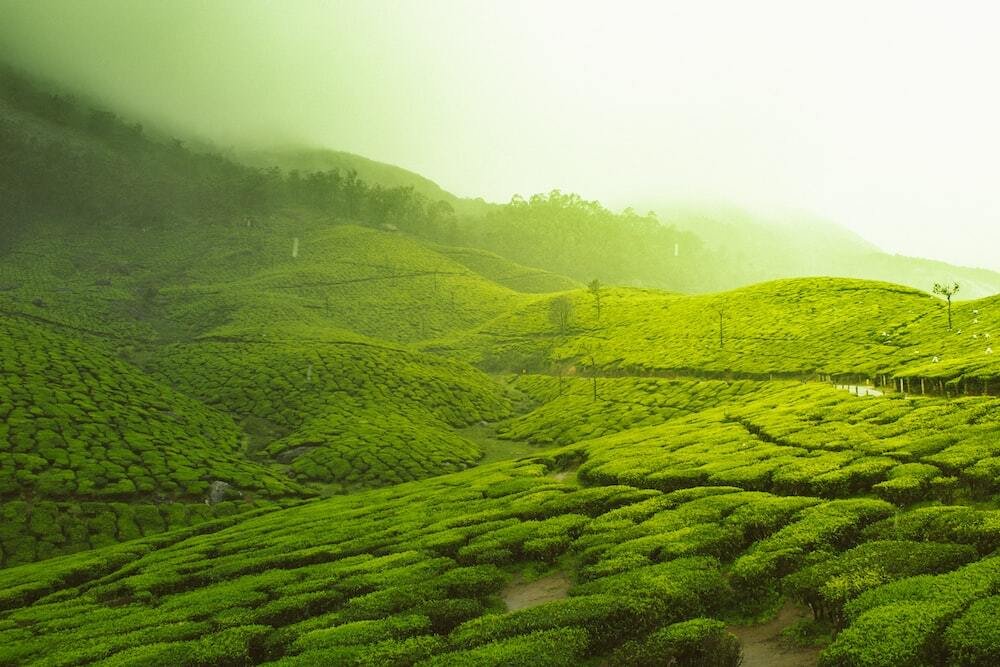 Ooty local tour packages | Ooty tour packages | Tour packages Ooty | Local tours Ooty | Ooty sightseeing tours | Ooty day tours | Full day tours Ooty | Ooty weekend tours | Ooty adventure tours | Ooty family tour packages | Ooty honeymoon tour packages | Student tour packages Ooty | Ooty group tours | Ooty nature tours | Ooty city tours | Best Ooty tour packages | Ooty heritage tours | Ooty hill station tours | Ooty tea estate tours | Ooty wildlife tours | Budget tour packages Ooty | Luxury tour packages Ooty | Ooty cultural tours | Ooty trekking tours | Ooty tour cab packages | Ooty excursion packages